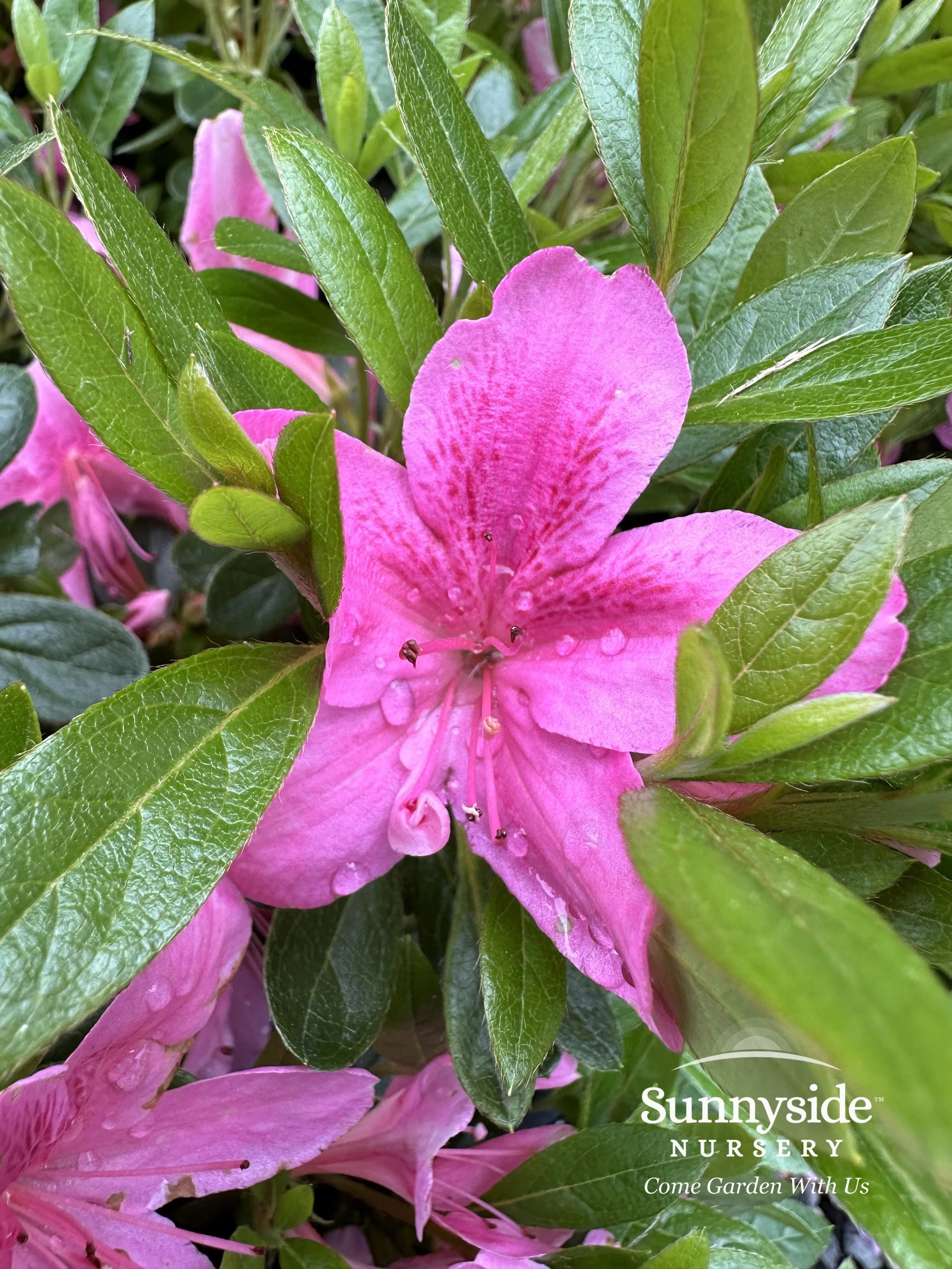 Pink Evergreen Azaleas — Sunnyside Nursery